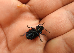 Labidomera suturella