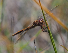 Archaeosynthemis occidentalis