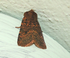 Conistra staudingeri