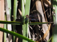 Austrosynthemis cyanitincta