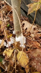 Fuligo septica candida