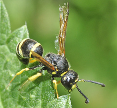 Gymnomerus laevipes