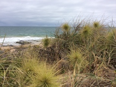 Spinifex longifolius