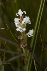 Satyrium stenopetalum