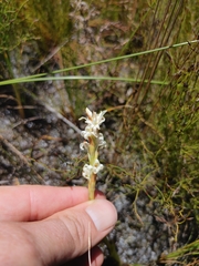 Satyrium stenopetalum