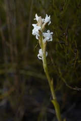 Satyrium stenopetalum