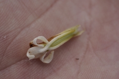 Satyrium stenopetalum