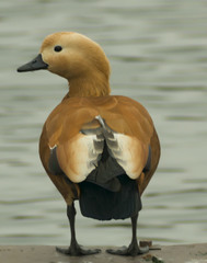 Tadorna ferruginea