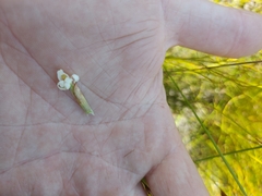 Satyrium stenopetalum
