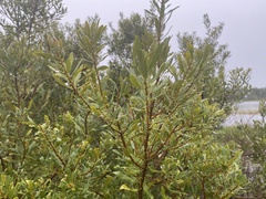 Morella cerifera image