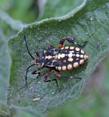 Camptischium