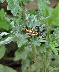 Camptischium