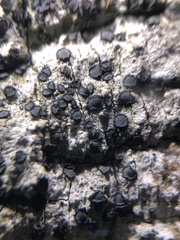 Cresponea chloroconia