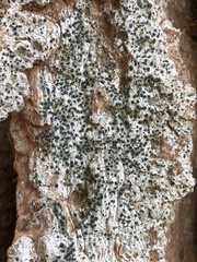 Cresponea chloroconia