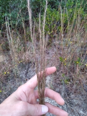 Aristida condensata