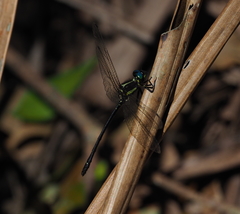 Eusynthemis aurolineata