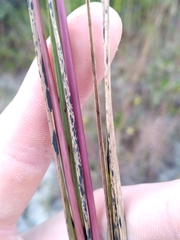 Aristida condensata