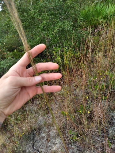 Image of Big Three-Awn (Aristida condensata) by (c) Scott Ward, some rights reserved (CC BY)