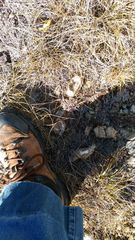 Canis lupus italicus