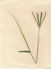 Eustachys caribaea