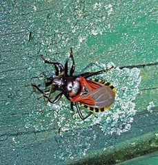 Brontostoma colossus