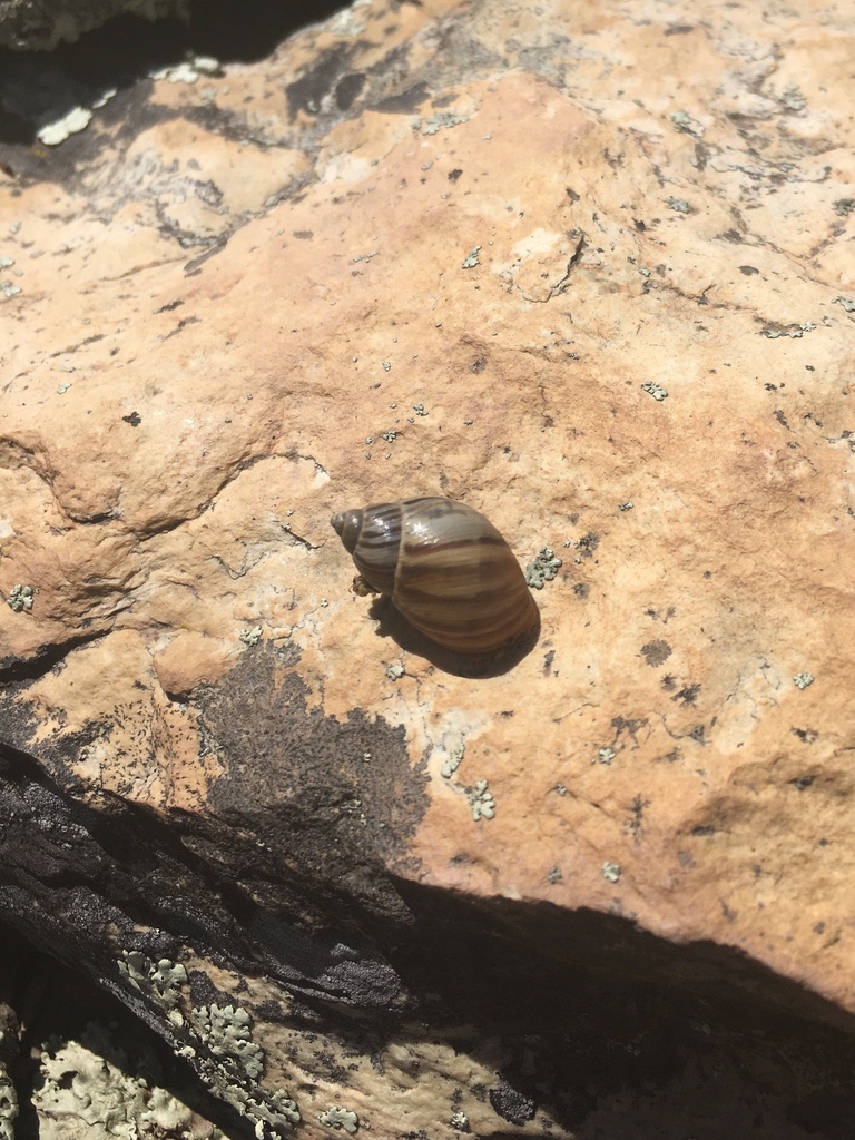 Prestonellinae