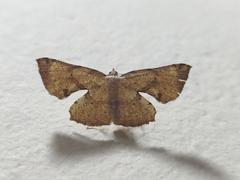 Corymica deducta