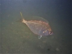 Parequula melbournensis