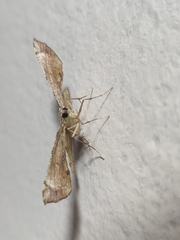 Corymica deducta