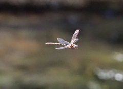 Austroaeschna cooloola