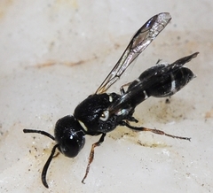 Labochilus insolitus