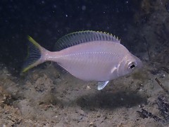 Parequula melbournensis