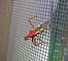 Zelurus transnominalis