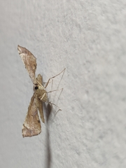 Corymica deducta