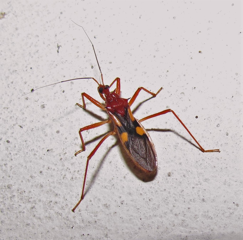 Zelurus transnominalis