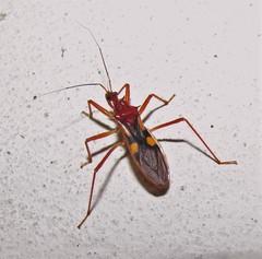 Zelurus transnominalis