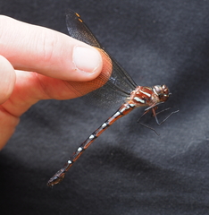 Austroaeschna eungella