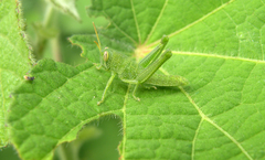 Schistocerca serialis cubense