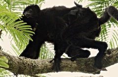 Perrier's Sifaka photo 1
