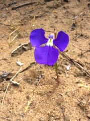 Lobelia tenuior