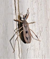 Oncocephalus validispinis