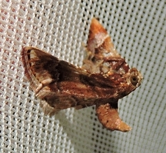 Scenedra decoratalis