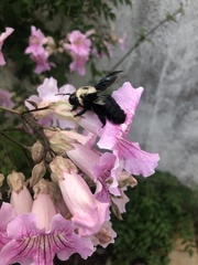 Xylocopa grisescens