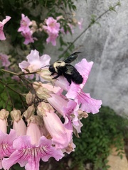 Xylocopa grisescens