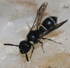 Leptochilus alpestris