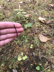 Drosera rotundifolia image
