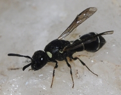 Leptochilus alpestris