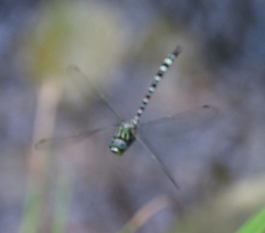 Austroaeschna pinheyi