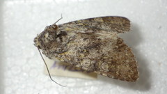 Polymixis