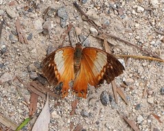 Charaxes bernardus